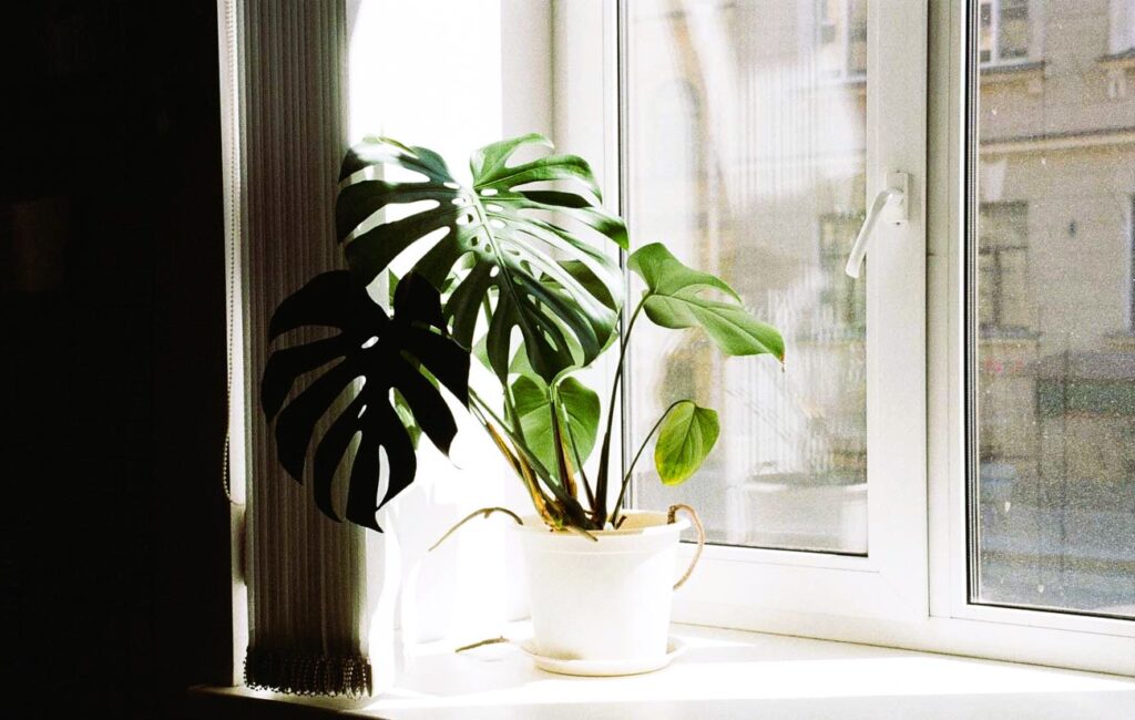 Flower and Vinyl Window